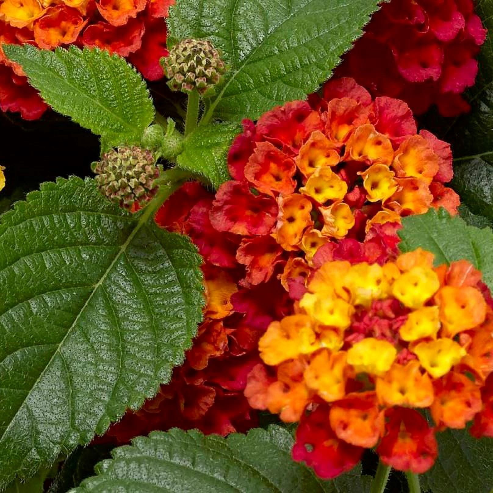 Better Homes & Gardens 2 Quart Multicolor Lantana Red Orange Annual Flowers Live Plants