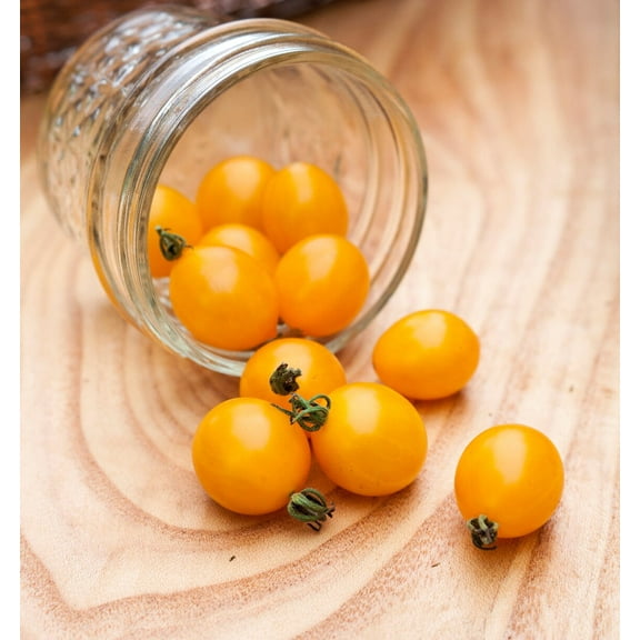 Yellow Blondkopfchen Current Sized Heirloom Tomato Premium Seeds Packet