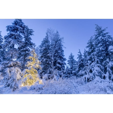 A small Mountain Hemlock Tsuga mertensiana tree glows lights wrapped around it fresh snow covering it surrounding trees deep blue twilight filling scene Moose Pass Kenai Peninsula South