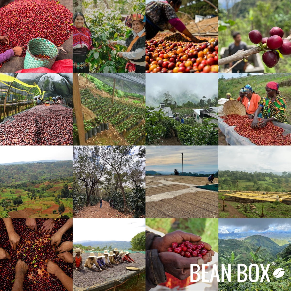 Cafezinho - Roasted by Casa Brasil Coffees - Whole Bean Coffee - 5 Pound Bag