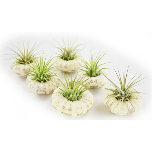 6-Pack: Beautiful Air Plant Kit w. "Gator" Sea Urchin Nautical Gift Beach Decor