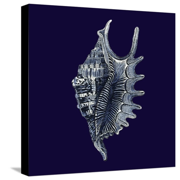 Art.com Indigo Shells VI Stretched Canvas Print Wall Art by Vision Studio, 16" x 16"