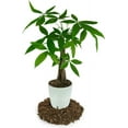 gardenera-s-tangerine-tree-planting-mix-the-perfect-soil-formula-for