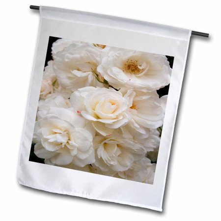 3dRose Beautiful White Roses - Garden Flag, 12 by 18-inch