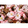 thumbnail image 3 of 25 WAX MIXED BEGONIA Semperflorens Fibrous Mixed Colors Red Pink White Two Tone Shade Flower Seeds, 3 of 10
