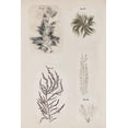 thumbnail image 2 of Vision Studio 13x18 White Modern Wood Framed Museum Art Print Titled - Coral Collage VIII, 2 of 4