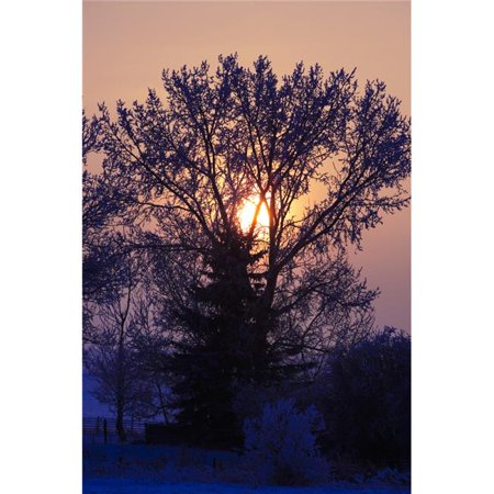 Sunrise Through A Tree in Winter Poster Print by Richard Wear 22 x 34 - Large