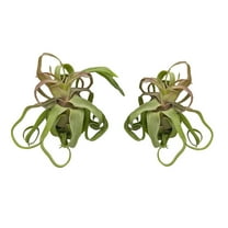ragnaroc Live Air Plants - Tillandsia Streptophylla Large – 2 Count, 3-5 inches – Ideal for Gifts & Presents, Live Indoor Plants & Live House-Plants – Live Plants for Home décor, 30 Day Guarantee