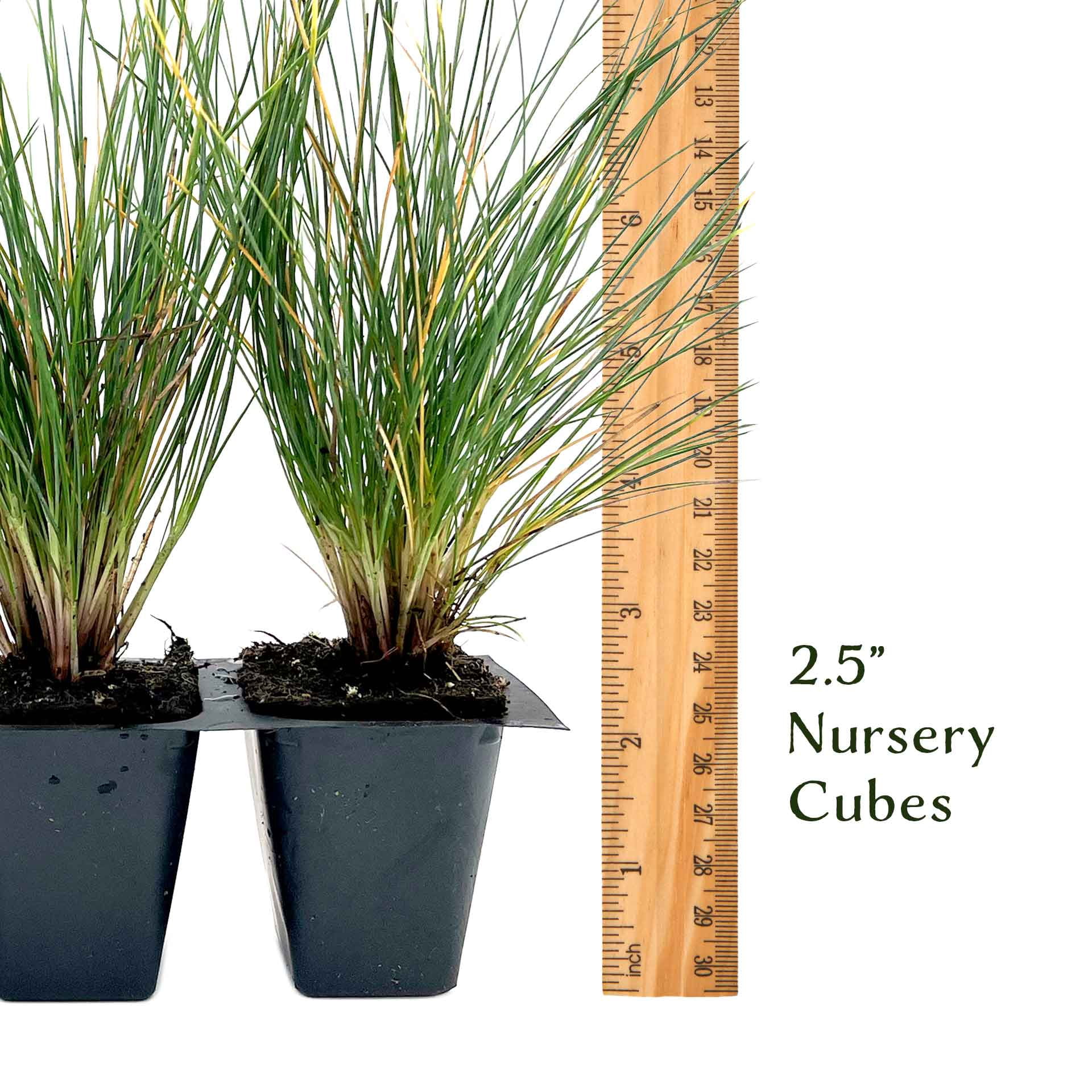 12 Elijah Blue Fescue – Compact Silvery-Blue Evergreen Ornamental Grass for Borders, Edging & Rock Gardens (Festuca ovina ‘Elijah Blue’) in 2.5” Cubes, Live Plants