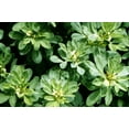 thumbnail image 3 of Scarborough Seeds 100 Seeds Fenugreek (Trigonella Foenum-graecum)-, 3 of 3