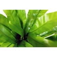 thumbnail image 5 of Birds Nest Fern - Live Plant in a 4 Inch Pot - Grower's Choice - Beautiful Easy Care Indoor Houseplant Fern, 5 of 5