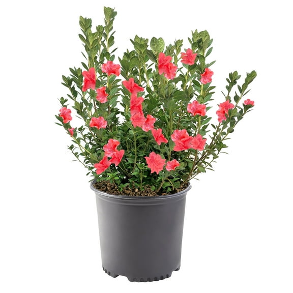 Azalea, Fashion Live Shrub (3 Gallon)
