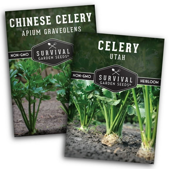 Celery Seeds 2 Pack Collection - Utah & Chinese Celery - Full Sun Biennial Vegetable