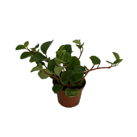 Yerba Linda Plant - Peperomia Cubensis - 2.5" Pot