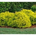 thumbnail image 6 of Duranta Gold Mound  1 Extra Large 3 Gallon Plant  Duranta Erecta 'Gold Mound'  Vibrant Foliage  Landscape Accent, 6 of 7