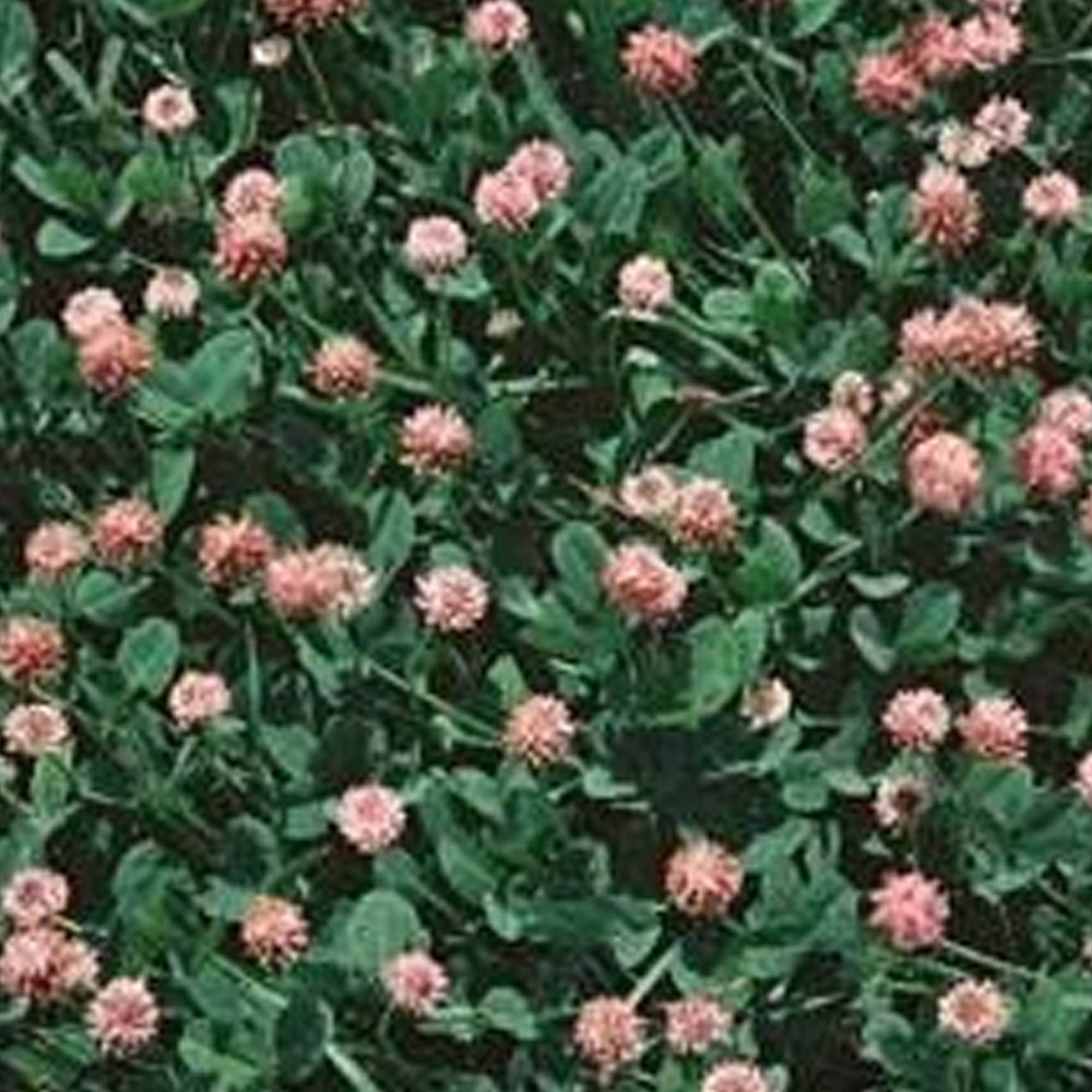 Details about   SCARBOROUGH SEEDS White Dutch Clover 1000 Seeds Lawns and Ground Cover 