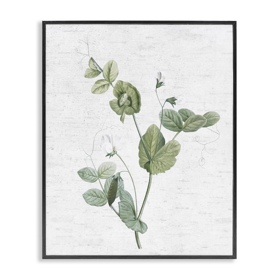 Stupell Industries Farmhouse Soft Country Botanical Black Framed Giclee Art, 11 x 14, by Lettered and Lined