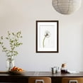 thumbnail image 3 of Closeup Dandelion seeds Framed Print Wall Art Sold by Art.Com, 3 of 5