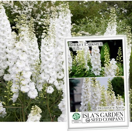 Larkspur Rocket White Flower Seeds, 250 Seeds Per Packet, Delphinium Consolida, Isla's Garden Seeds