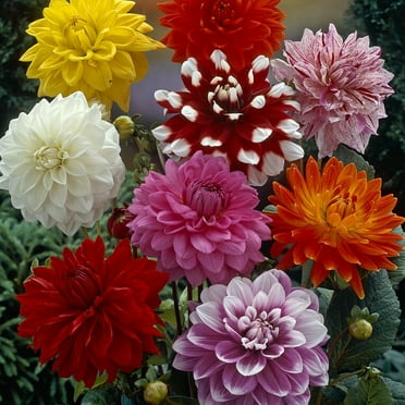 Van Zyverden Dahlias Decorative Mix Set of 3 Bulbs Multicolor Full Sun Annual