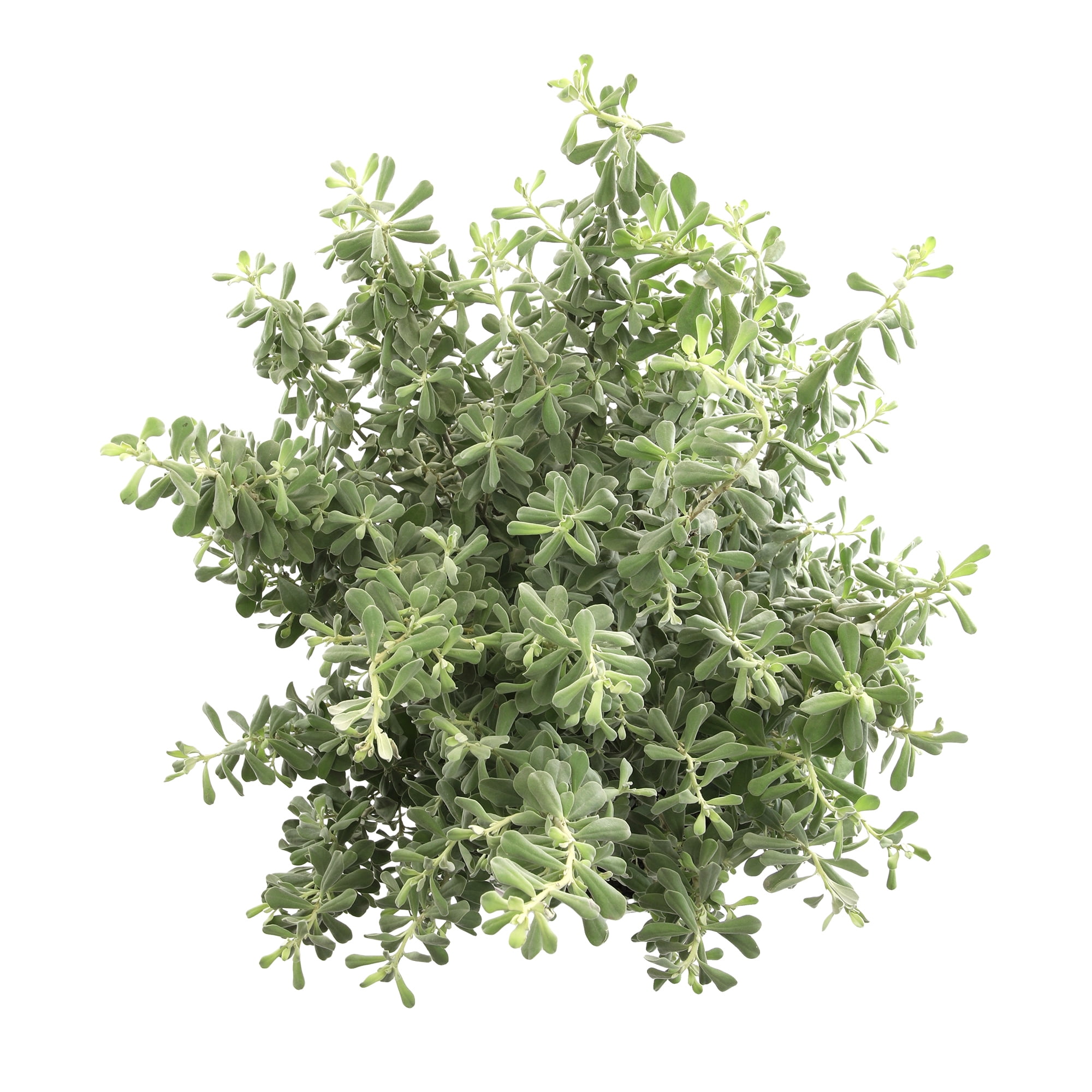 Lone Star Growers Silverado Sage (Leucophyllum), Outdoor Perennial Live Plant, 8 qt Pot, Full Sun