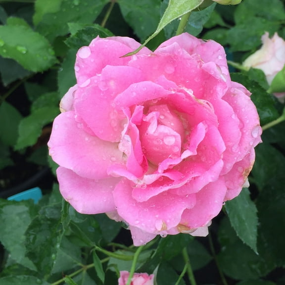 Heirloom Roses 1 gal Porcelain Rose Live Shrub