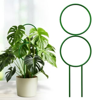 peace lily where to buy Peace Lily In Ceramic - 6" Peace Lily