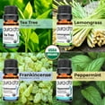 thumbnail image 5 of PURA D'OR Sweet16 Organic Essential Oil Wood Box Set 10mL X 16 - Calm Daily mental Relief - Lavender, Eucalyptus, Sweet Orange, Lemongrass, Tea Tree, Lemon, 5 of 5