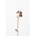 thumbnail image 2 of 1x Studio III 13x18 Black Ornate Wood Framed with Double Matting Museum Art Print Titled - Dried brown plant_2, 2 of 4