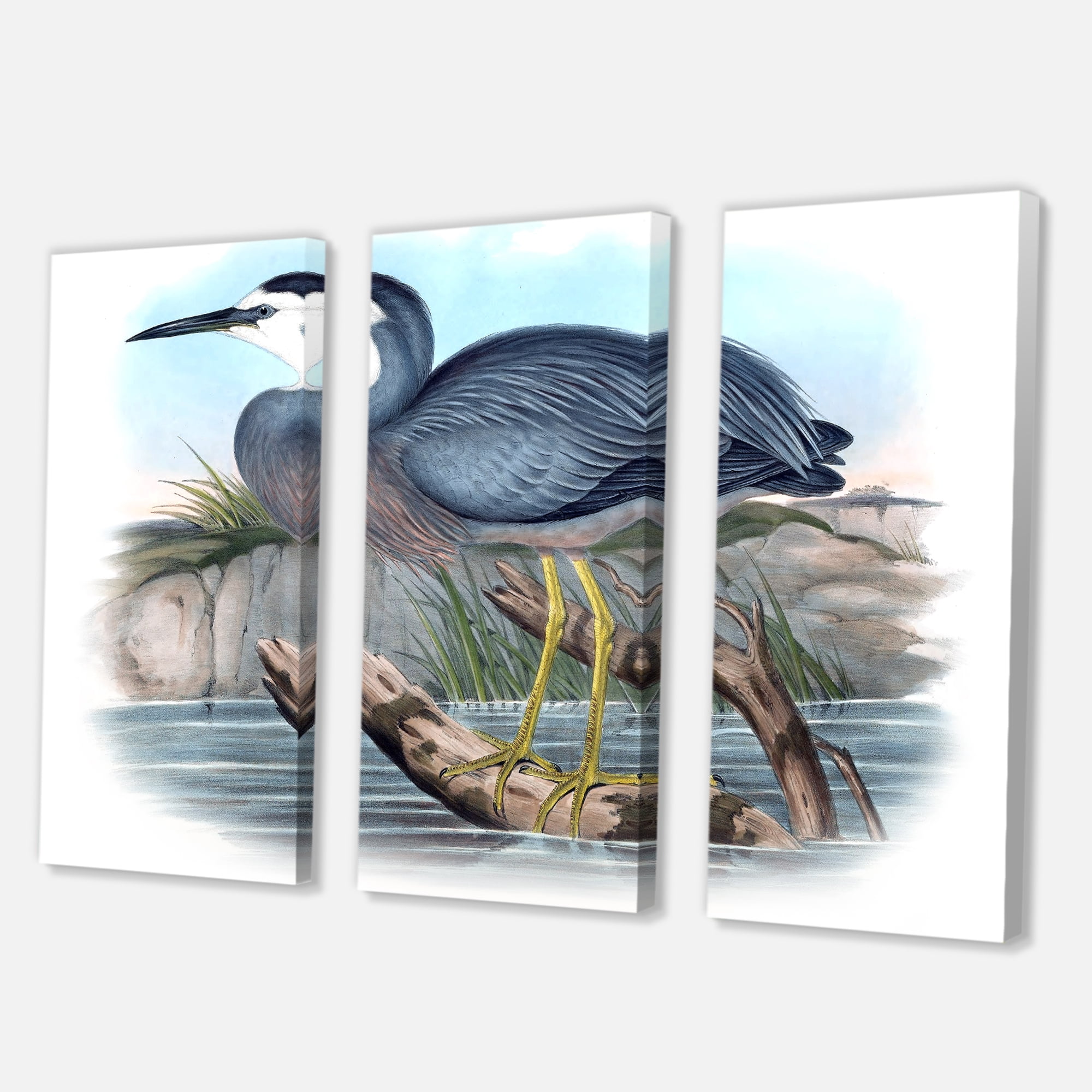 Designart ' Ancient Australian Birds II ' Traditional Canvas Wall Art Print
