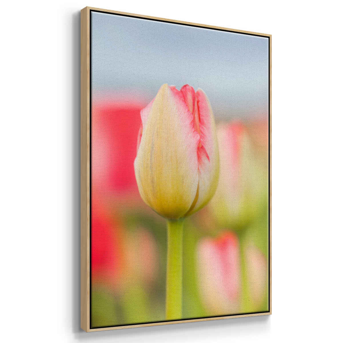 Twotone Tulip Framed Premium Gallery Wrapped Canvas - Ready to Hang
