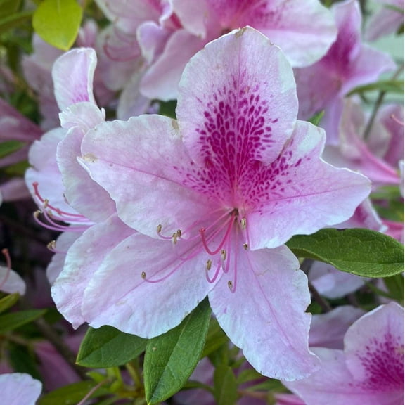 GoBuyPlants Azalea George Tabor - 3 Gal