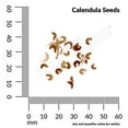 thumbnail image 3 of Ferry-Morse 325MG Calendula Dwarf Fiesta Blend Annual Flower Seeds, Full Sun, 3 of 11