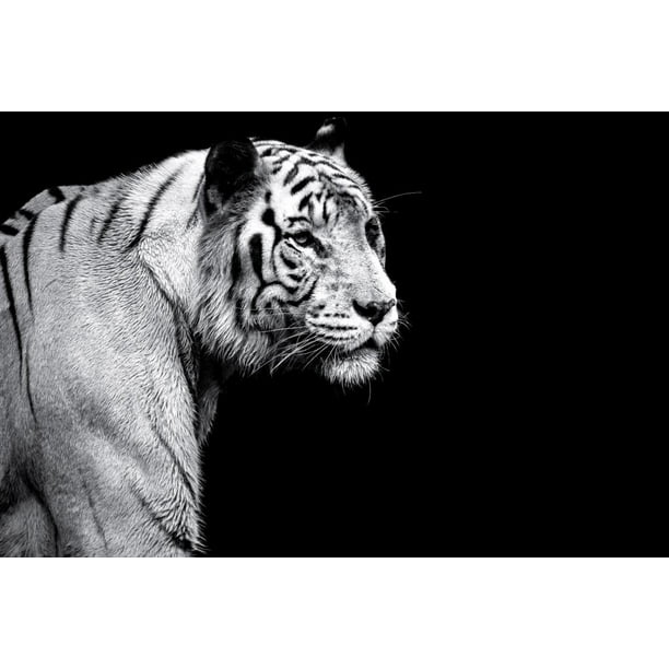 White Tiger Black and White Tiger Art Print Tiger Pictures Wall Decor