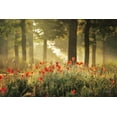 thumbnail image 2 of Podt, Martin 14x11 White Modern Wood Framed Museum Art Print Titled - The Poppy Forest, 2 of 4