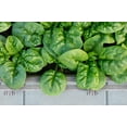 thumbnail image 2 of 1500 BLOOMSDALE SPINACH Spinacia Oleracea Vegetable Seeds, 2 of 8