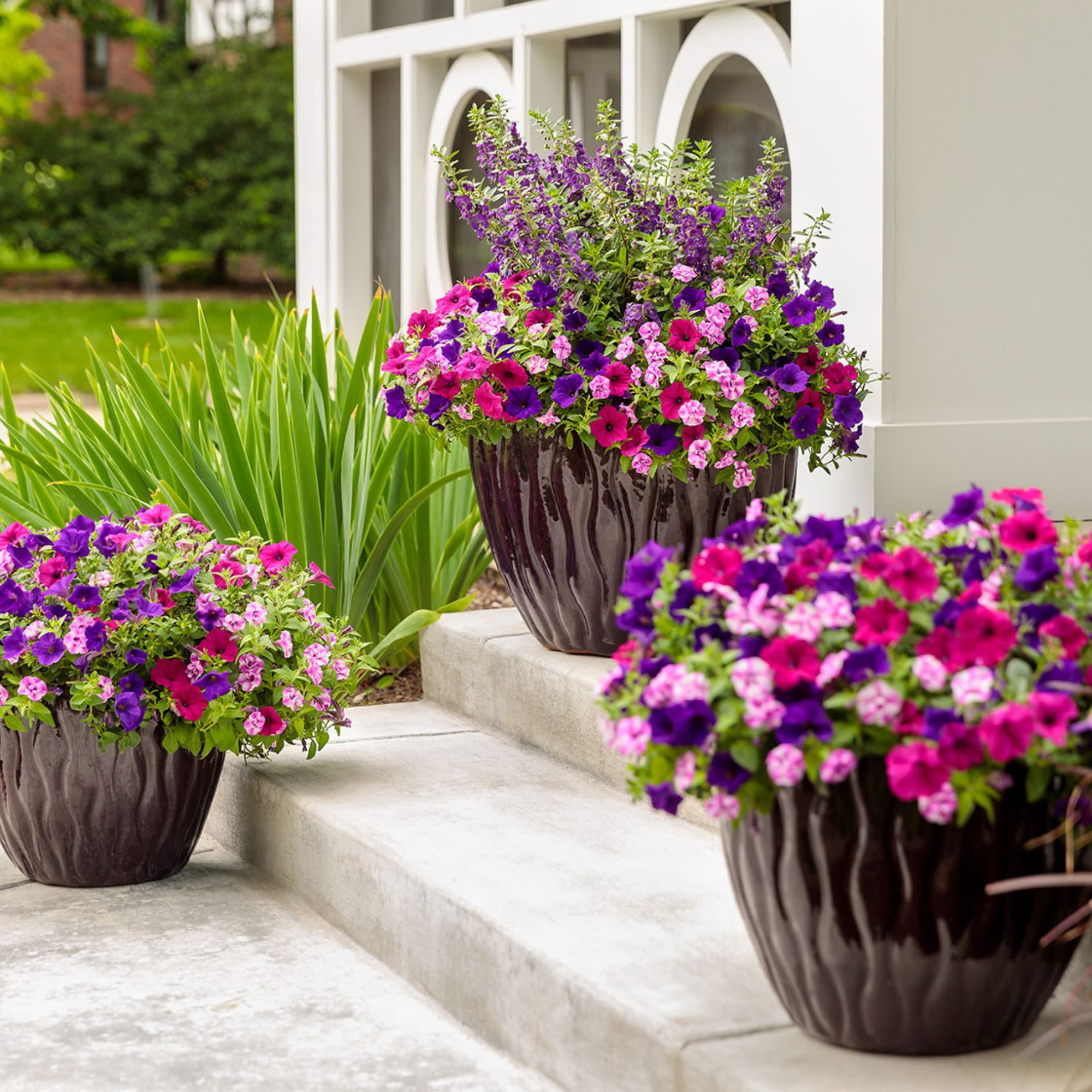 Proven Winners 4" Purple Supertunia Royal Velvet Petunia Live Plant in 4.25" Pot (4 Count)