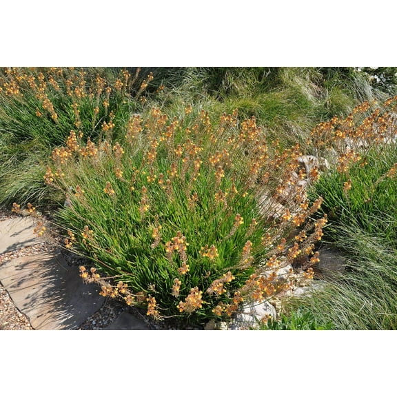 Bulbine Hallmark Orange 2 Live Gallon Size Plants Vibrant Orange Blossom Succulent, Live Plant, Easy-Care Perennial for Sunny Gardens, Drought-Tolerant Ground Cover