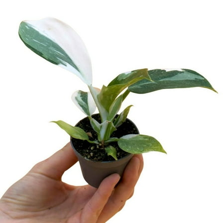 White Philodendron Plant Live, White Variegated Leaves, Philodendron Plant 4-8 Inches Tall, Indoor Houseplant