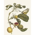 thumbnail image 3 of Maria Sibylla Merian 19x24 Black Modern Framed Museum Art Print Titled - Marmelade Boxes Boom (1705), 3 of 5