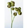 thumbnail image 4 of 19" Faux Green Pod Stem, 4 of 6