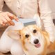 thumbnail image 4 of Peine para Eliminar Pulgas onlyliua para Mascotas y Perros, 4 of 4