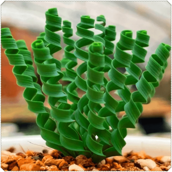 Albuca Spiralis, Fun Plant for Gardens-Easy Grow-Low Maintenance-Ideal for Beds Borders, Plant Pots & Planters