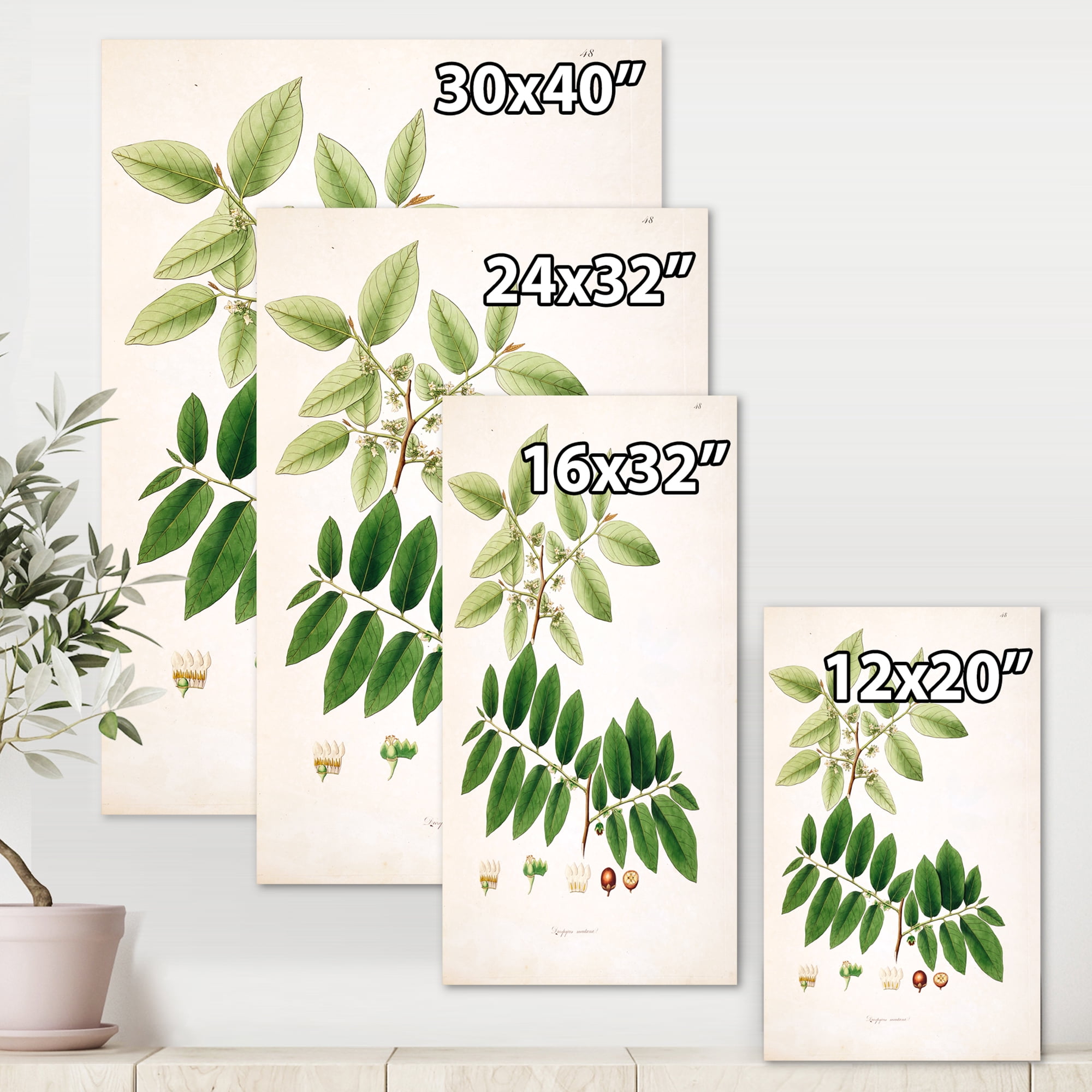 Designart ' Ancient Botanicals XIV ' Farmhouse Canvas Wall Art Print