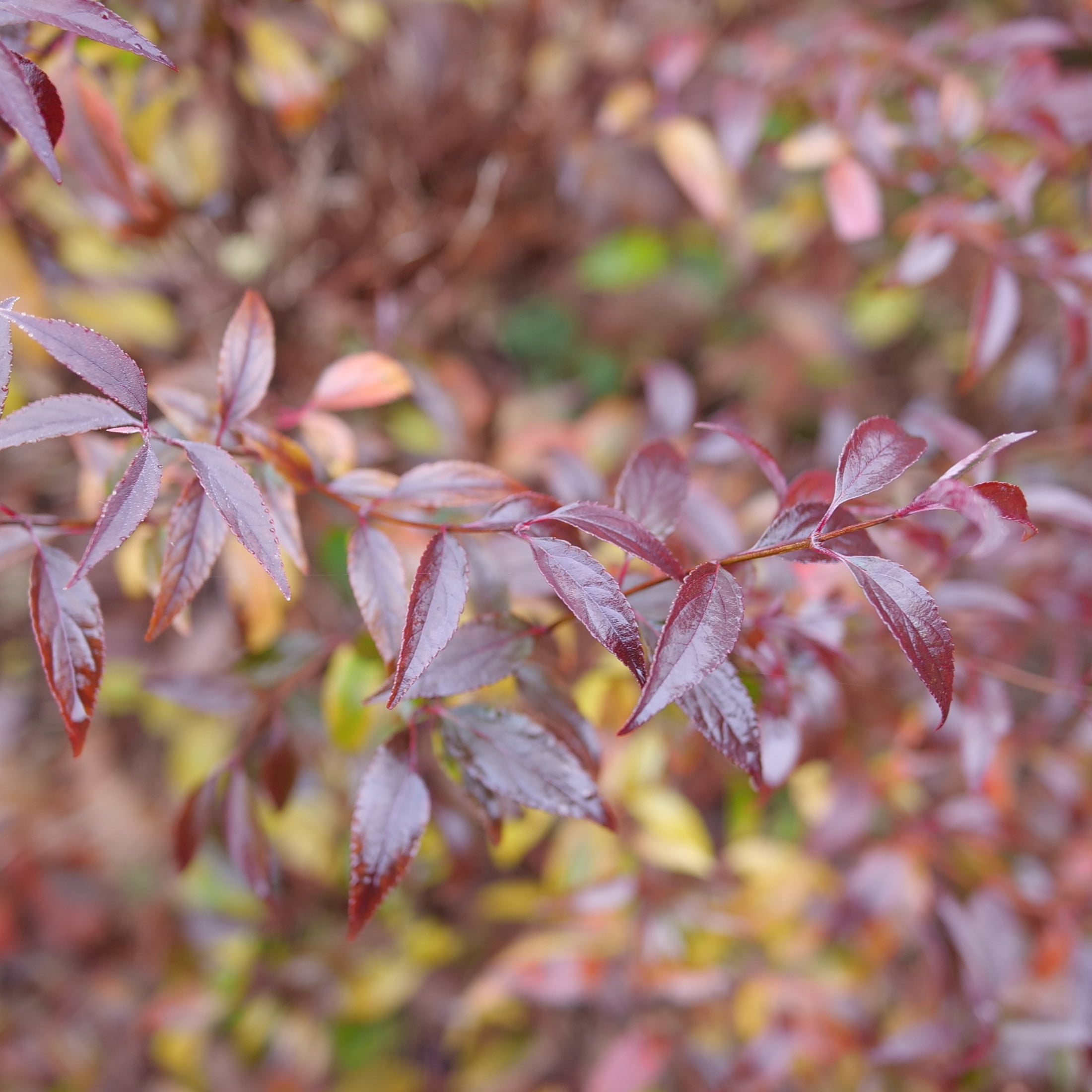 Proven Winners ColorChoice 6" Pink Yuki Kabuki Deutzia Live Plant in 7.5" Pot