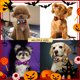 thumbnail image 4 of (12 piezas) Corbata genérica para mascotas Corbata para mascotas con temática de Halloween Corbata para mascotas espeluznante de Halloween Corbata para mascotas ajustable, cómoda y exquisita Corbata, 4 of 5