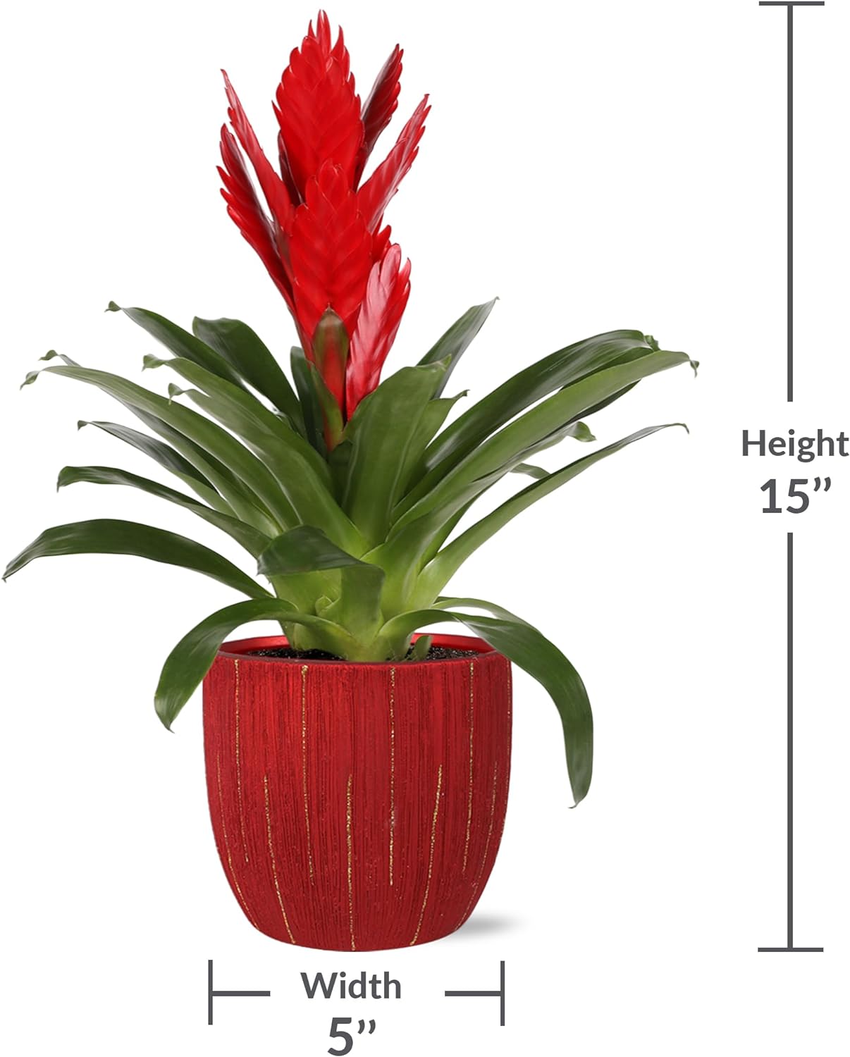 Vriesea 'Manoa Valley' 中株 Just Add Ice 15