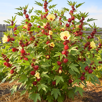 Red Roselle Hibiscus Live Plant, Red Roselle Jamaican Plant Live, 8-12 inches in Height, 4 inch Pot for Outdoor Planting