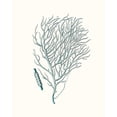 thumbnail image 3 of Esper, Johann 15x18 Black Modern Framed Museum Art Print Titled - Antique Coastal Coral I, 3 of 5