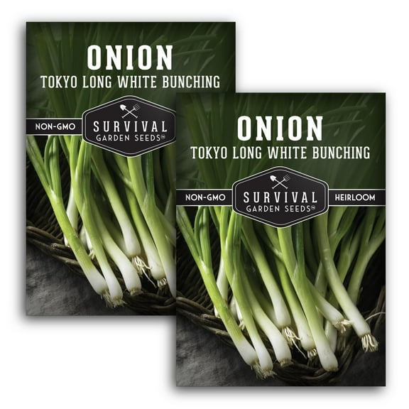 2 Packs Tokyo Long White Onion Seeds - Non-GMO Heirloom Full Sun Biennial Vegetable